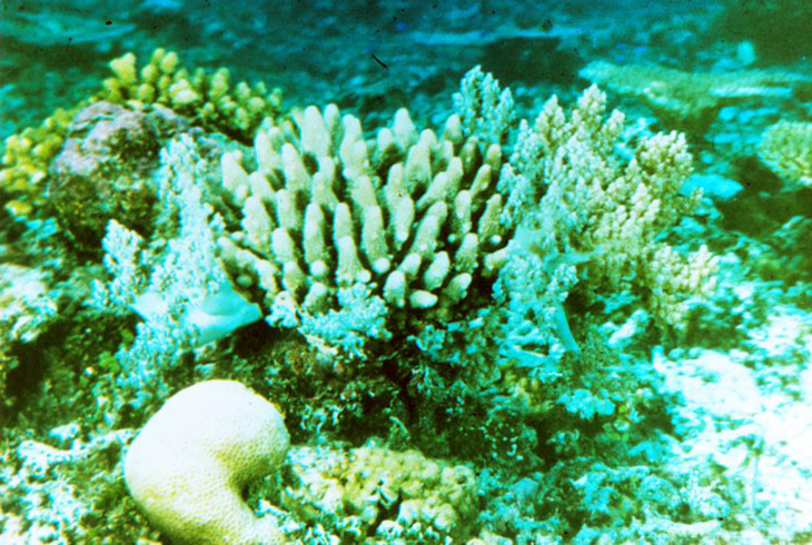 Коралловый риф начинается от уреза воды.