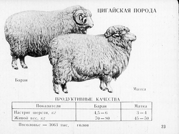 Какой вес барана. Цигеевская порода овец. Цигайская порода овец. Цигайская порода овец характеристика. Овцеводство цигайская порода.