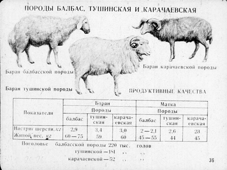 Живой вес овец. Тушинская порода овец характеристика. Алтайская порода овец Живая масса. Бараны Тушинской породы.