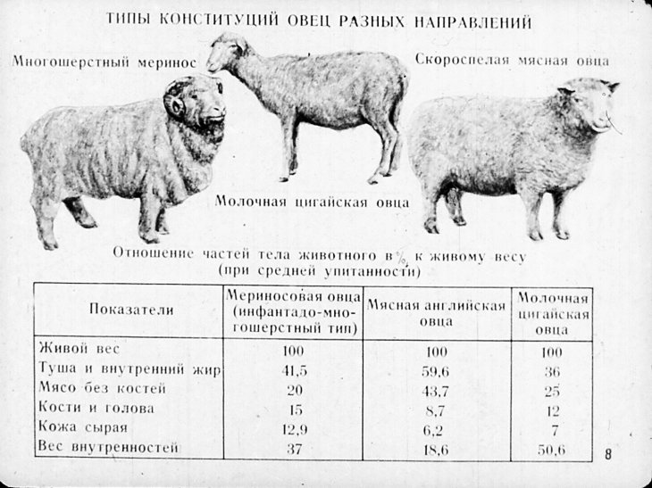 Живой вес овец. Вес ягнят по месяцам таблица. Вес барашка в 8 месяцев. Средний вес барана. Вес Возраст барана таблица.
