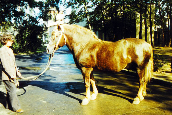 Богатырский конь - советский тяжеловоз