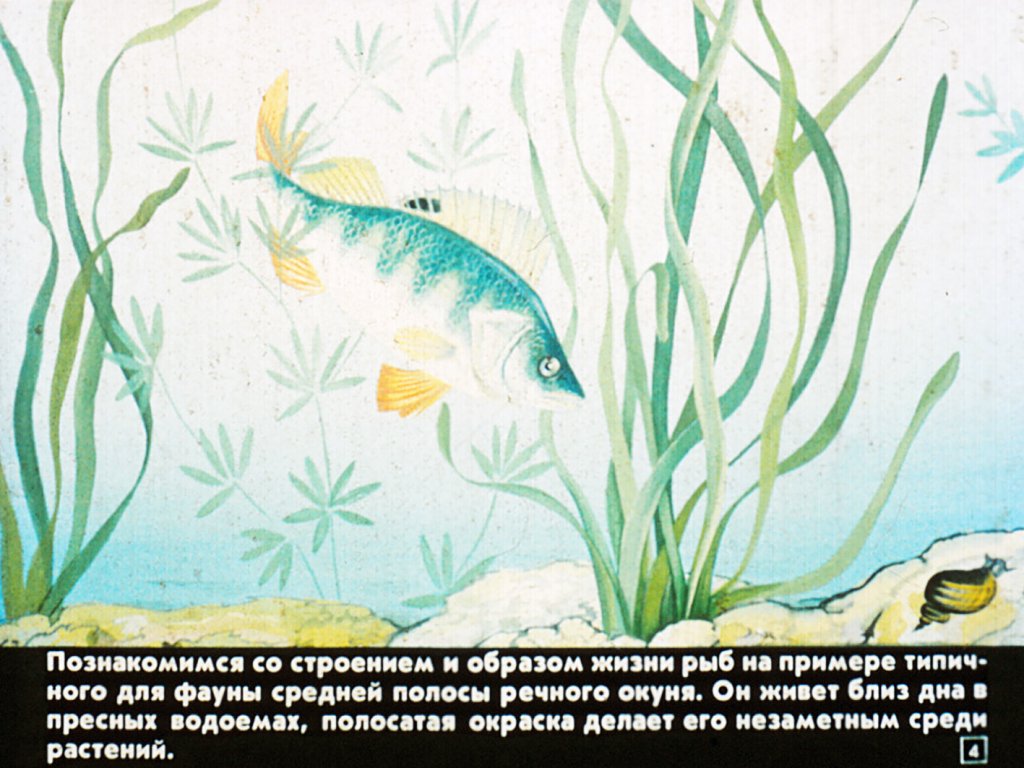 Класс рыбы. Строение, размножение, развитие