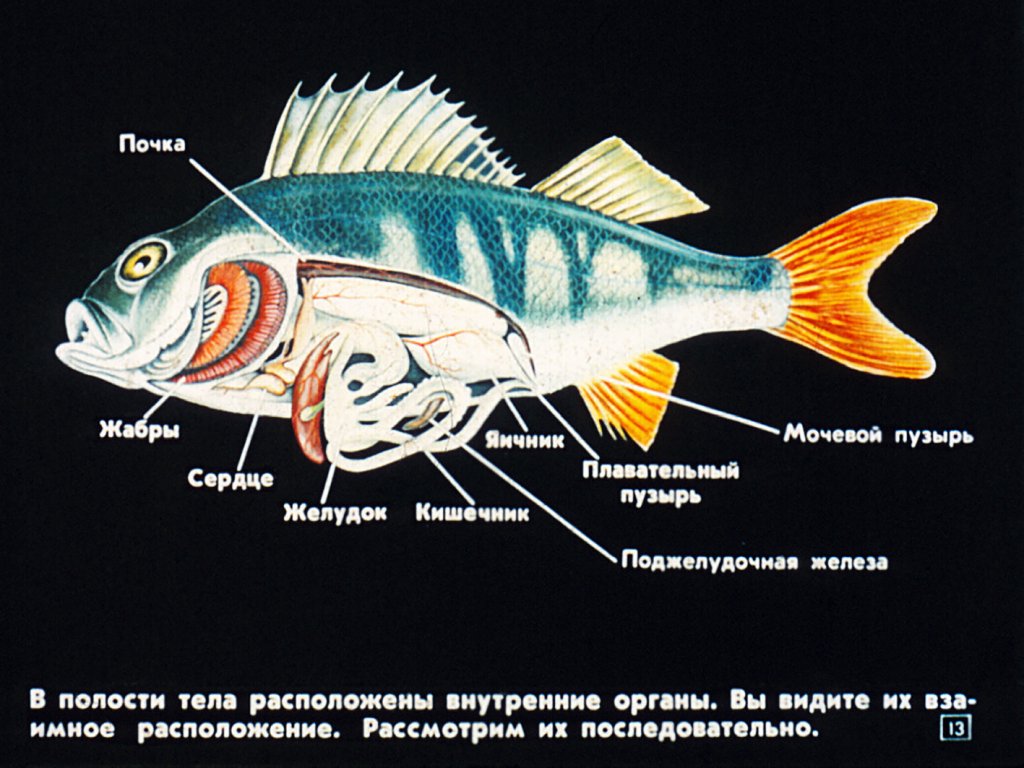 Класс рыбы. Строение, размножение, развитие