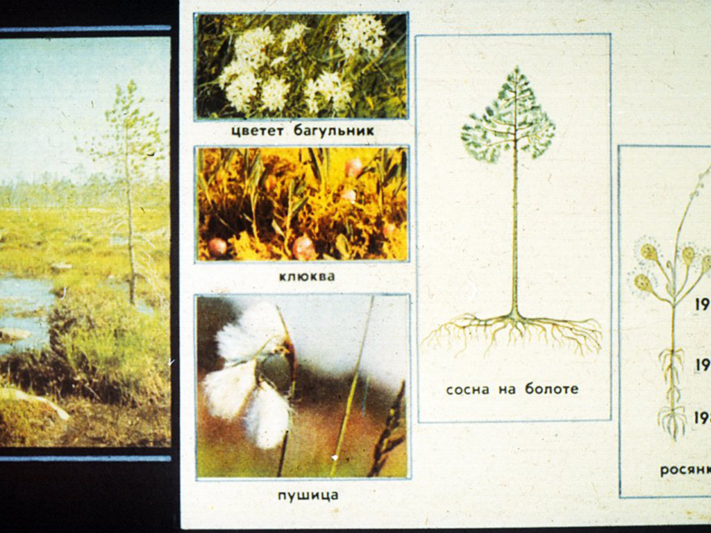 Растительные сообщества 7 класс учебник. Растительные сообщества схема. Корреляция растений. Взаимосвязи растений в сообществе. Типы корреляции у растений.