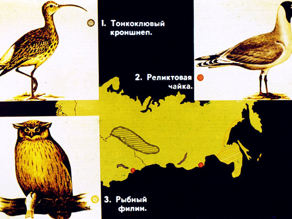 Животные красной книги СССР. Позвоночные