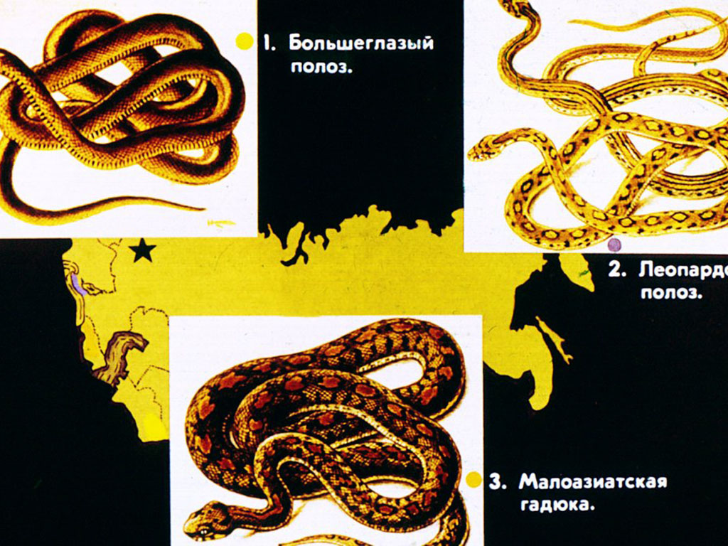 Животные красной книги СССР. Позвоночные