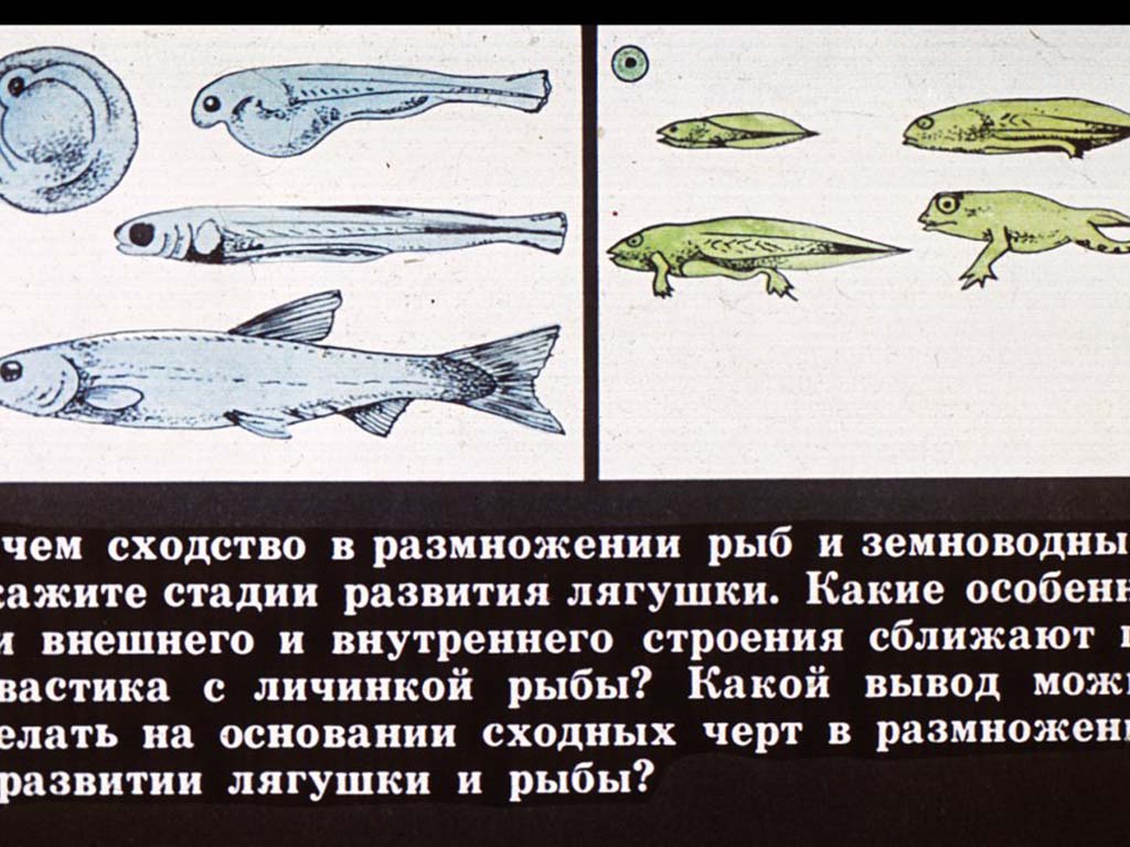 Различие лягушки и рыбы. Сходства рыб и земноводных. Размножение рыб и земноводных. Развитие рыбы и лягушки. Стадии развития рыбы.