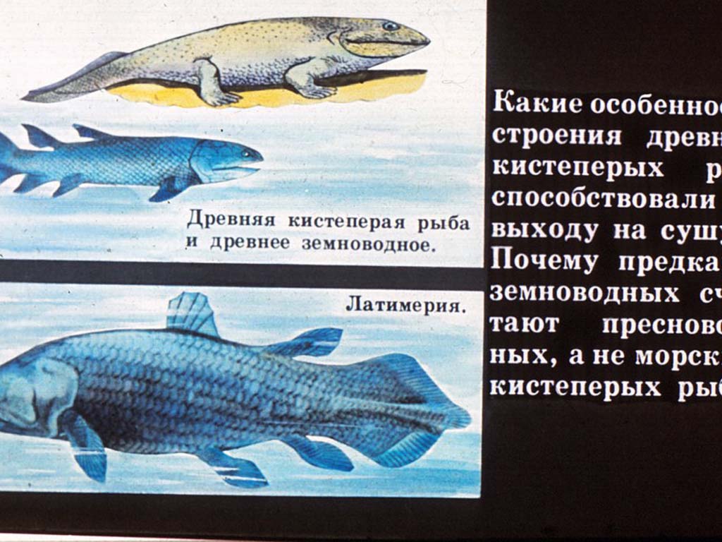 Латимерия биологический прогресс. Кистеперая рыба Латимерия. Кистеперые рыбы предки земноводных. Древние представители кистеперых рыб. Кистеперая рыба строение.