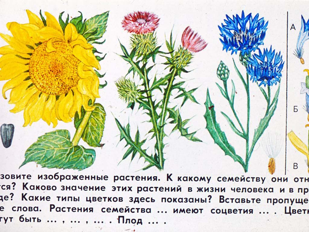 Что такое растения текст. Слово растения. На рисунке изображен цветок растения семейства:. Рисунок покрытосеменных растений 6 класс. Какие слова растения.