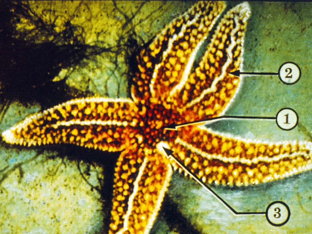 Тело морской звезды. Пятилучевая симметрия иглокожих. Амбулакральная система морской звезды. Кожные жабры иглокожих. Класс морские звезды строение.
