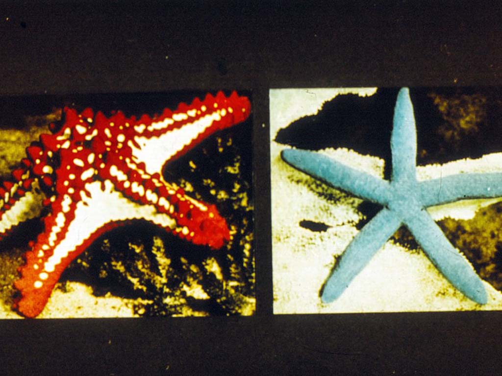 Различные виды морских звезд.