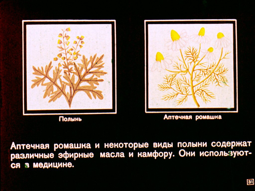 Двудольные растения
