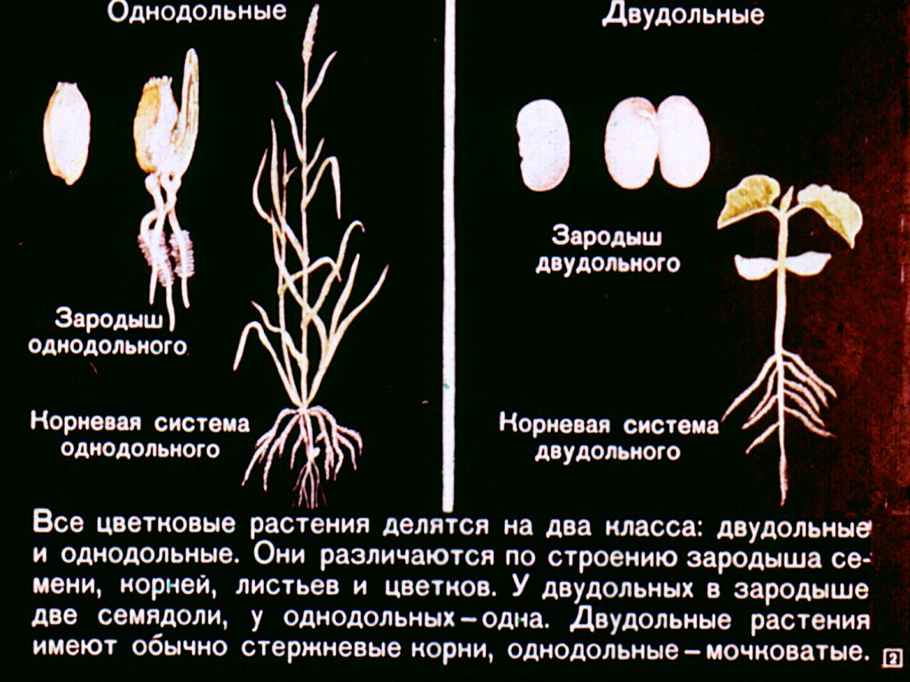 Однодольные растения
