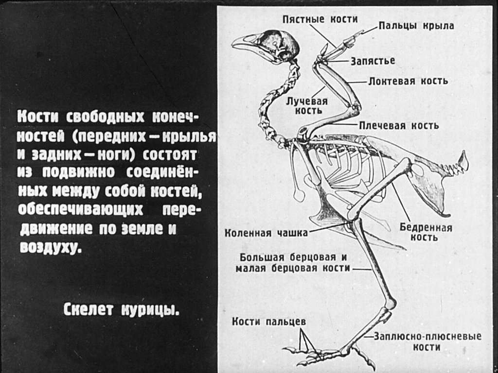 Особенности анатомии и физиологии домашней птицы