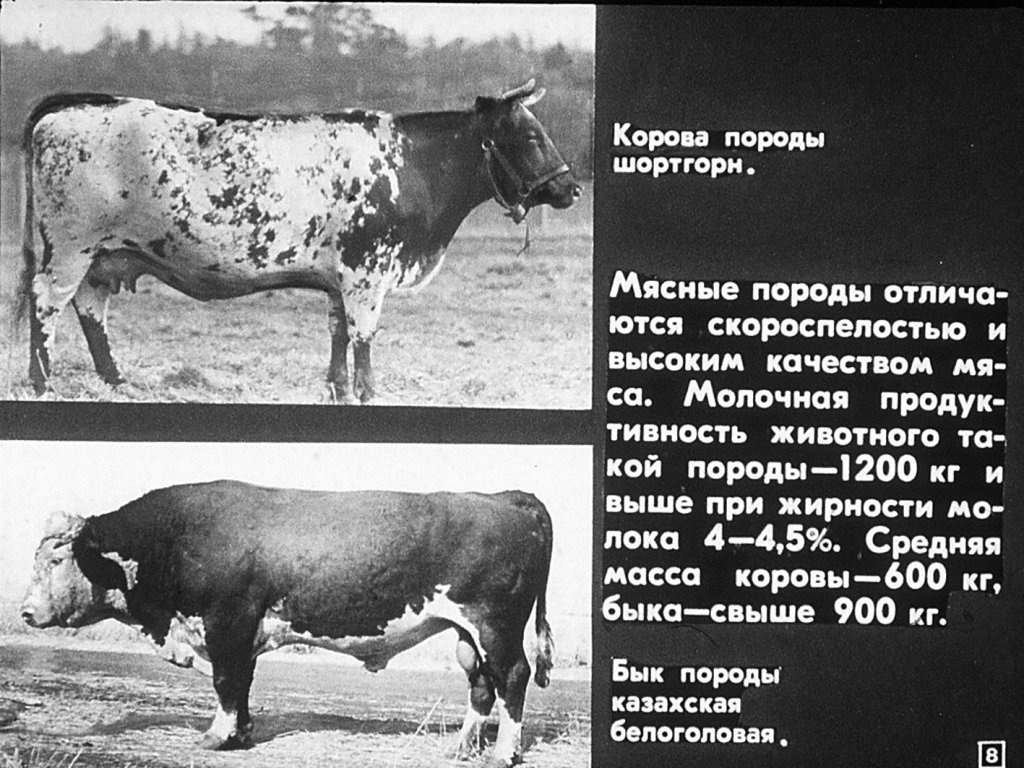 Современный животноводческий комплекс крупного рогатого скота