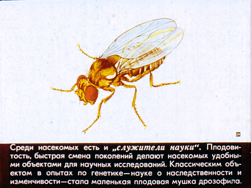 Роль насекомых в природе и жизни человека