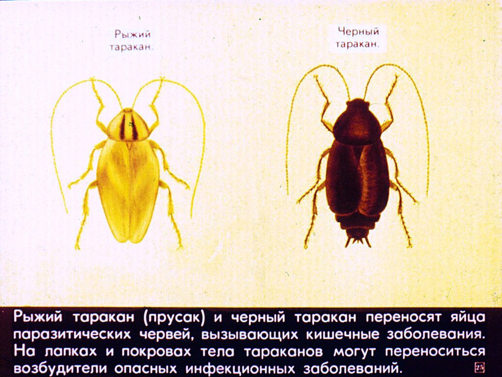 Роль насекомых в природе и жизни человека