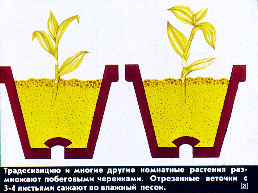 Вегетативное размножение цветковых растений