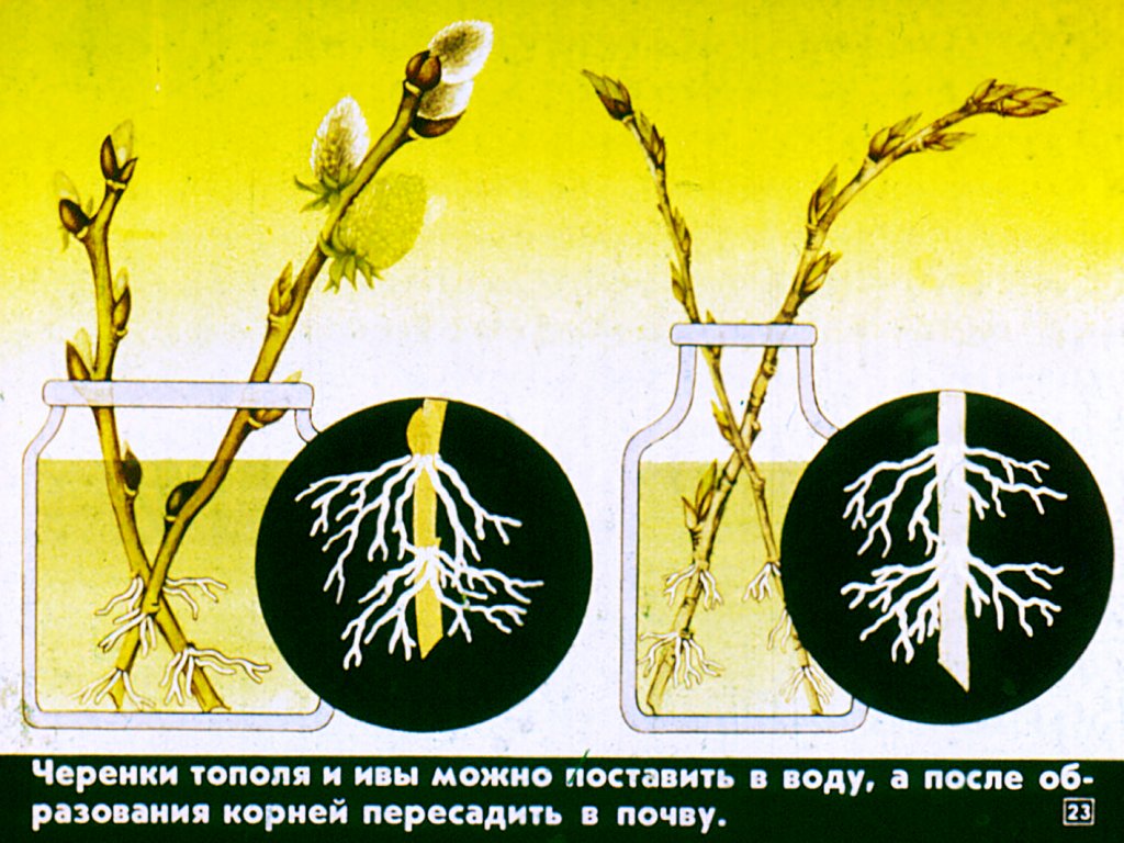 Вегетативное размножение цветковых растений