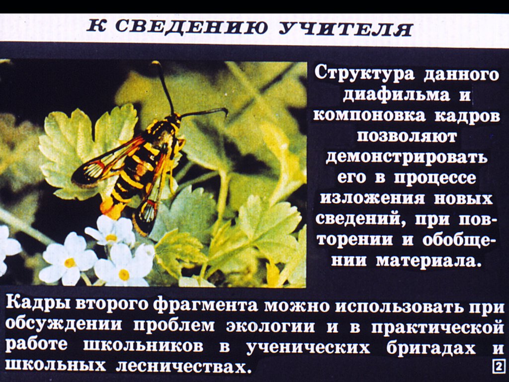 Класс насекомые