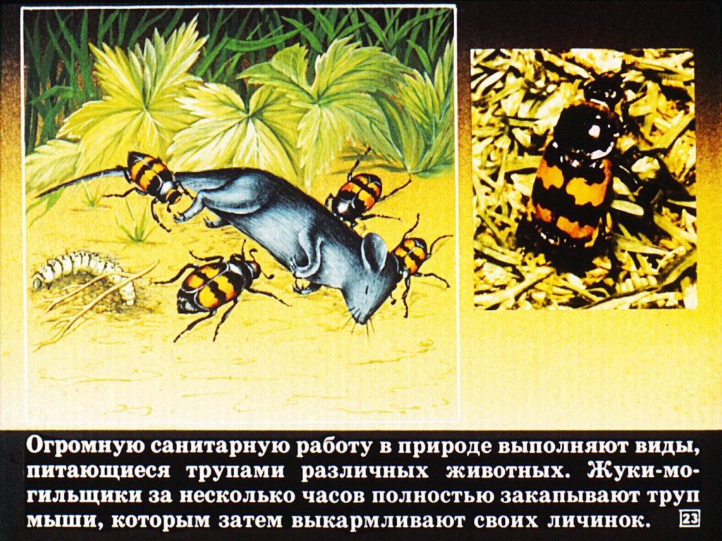 Класс насекомые
