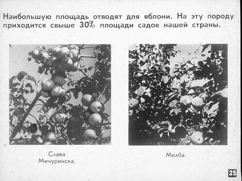 Плодово-ягодный сад и питомник