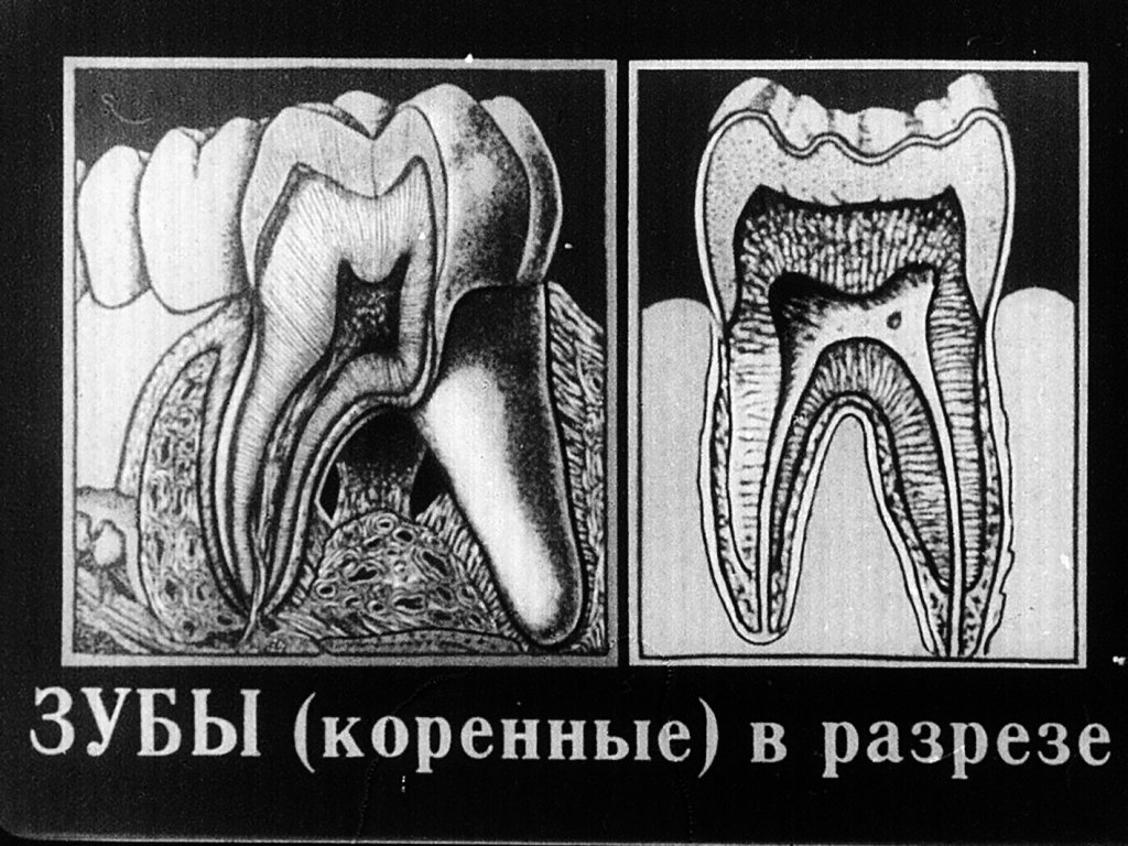 Берегите зубы