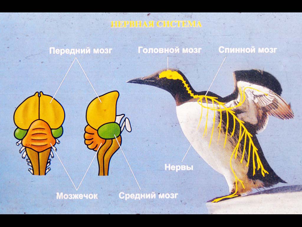 Состав головного мозга птиц. Строение мозга птиц. Внутреннее строение птиц. Головной мозг птицы муляж.